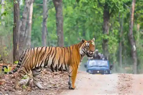 From Jaipur: Ranthambore National Park Tiger Safari Day Trip