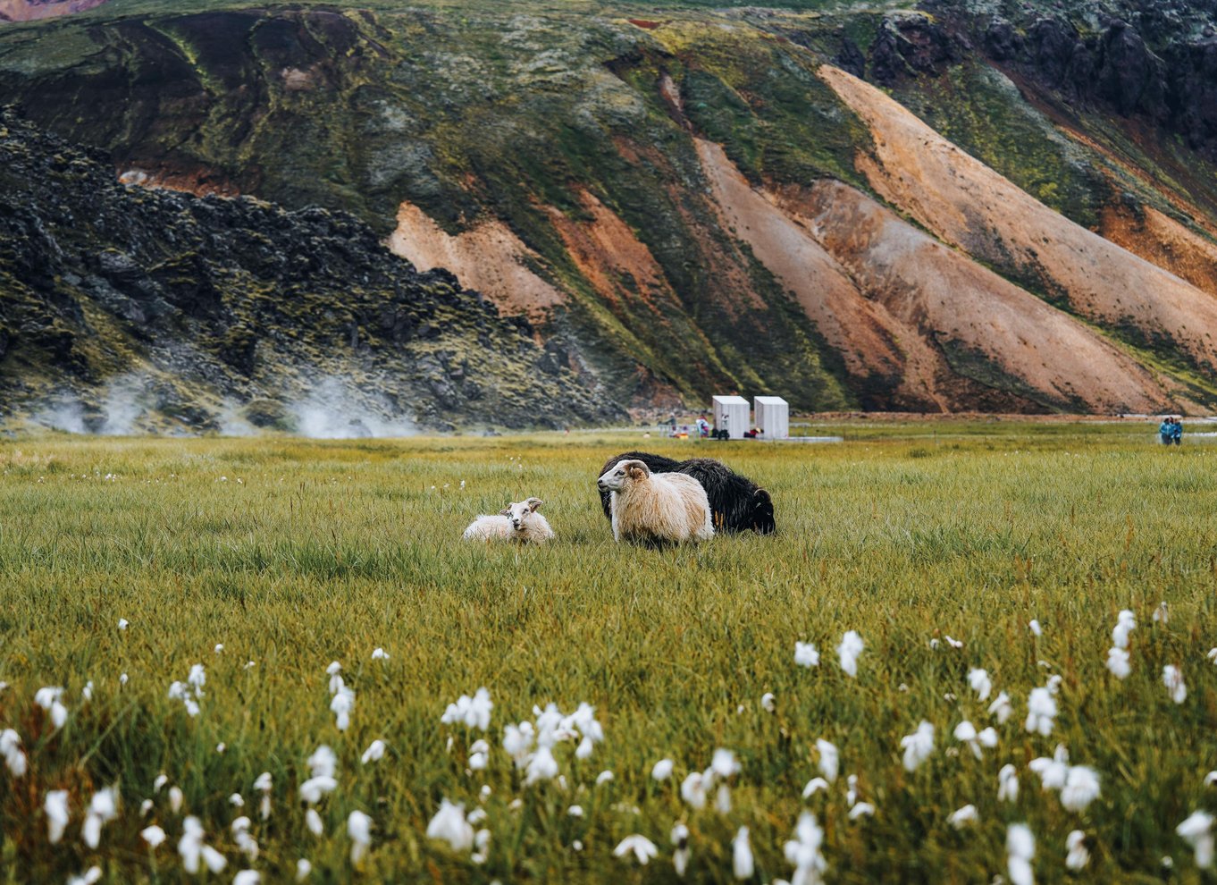 Reykjavik: Vandretur i højlandet ved Landmannalaugar og varme kilder