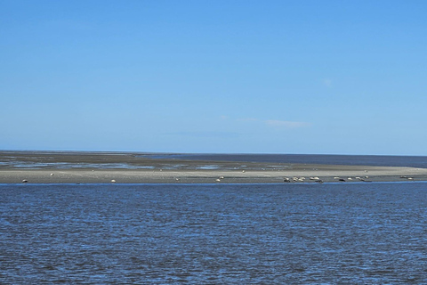 Cuxhaven: Boat tour to the seal banks in the Wadden Sea National Park