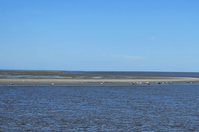 Cuxhaven: Boat tour to the seal banks in the Wadden Sea National Park