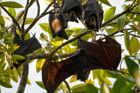 Cabo Tribulação: Daintree, Mossman Gorge e Port Douglas...