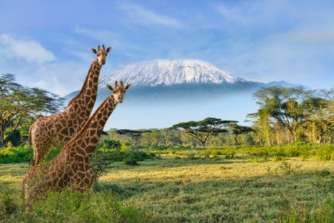 Nairobi: Lake Naivasha & Amboseli National Park 3-day safari L. Naivasha, Hell's gate & Amboseli National Park 3-day tour