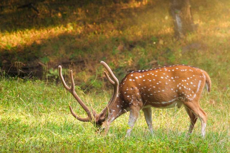 Jaipur: Jeep lub Canter Safari w Parku Narodowym Ranthambore