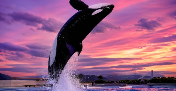 Kobe Family Tour: Anpanman & Suma Sea World