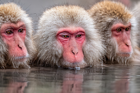 From Tokyo & Nagano: Snow Monkey Private Customizable Tour