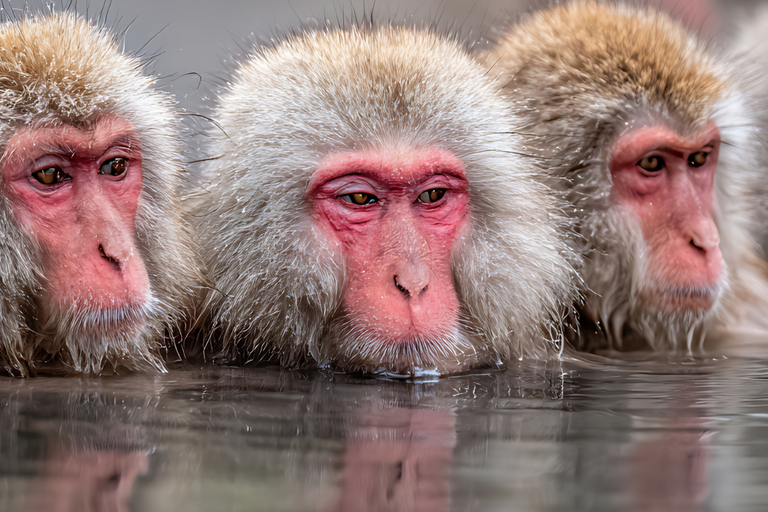 From Tokyo & Nagano: Snow Monkey Private Customizable Tour