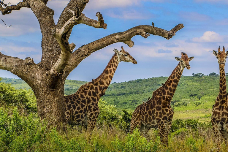 03 DAYS EXCITING MASAI MARA SAFARI