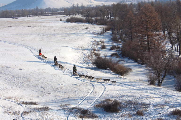 Super Combo Winter: Dogsledding and many more in Terelj Park