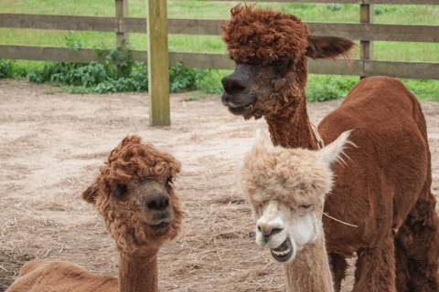 Seúl: SnowyLand en el Parque Vivaldi con Nami o AlpacaExcursión en grupo con Mundo Alpaca desde la Estación DDP