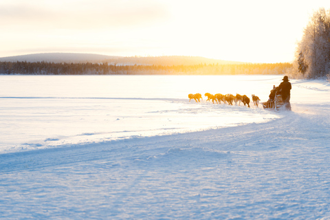 Rovaniemi: Insider 10 km Husky Sled Ride