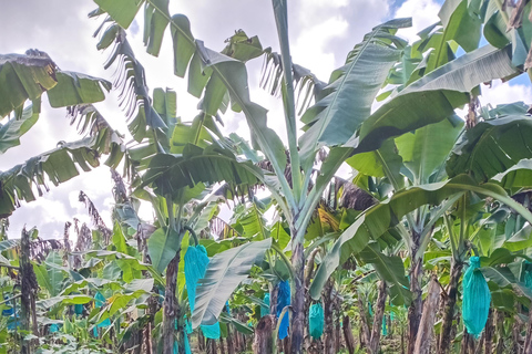 St. Lucia: Landausflug nach Castries City &amp; StrandpicknickSt. Lucia: Stadtrundfahrt durch Castries und Strandpicknick