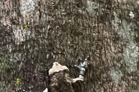 Chiang Rai: The Adventure of Trekking & Bamboo Cooking