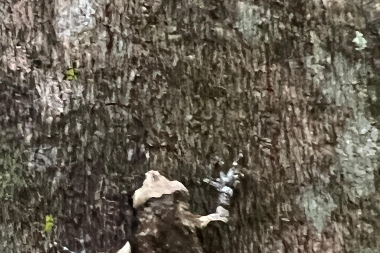 Chiang Rai: The Adventure of Trekking & Bamboo Cooking