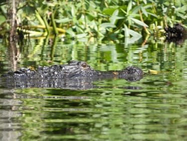 Suitetrails - Orlando, Small Group Scenic Wekiva River Kayak Tour