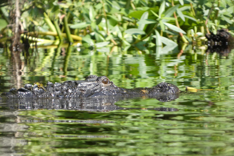 Orlando: Excursión panorámica en kayak por el río Wekiva en grupo reducido