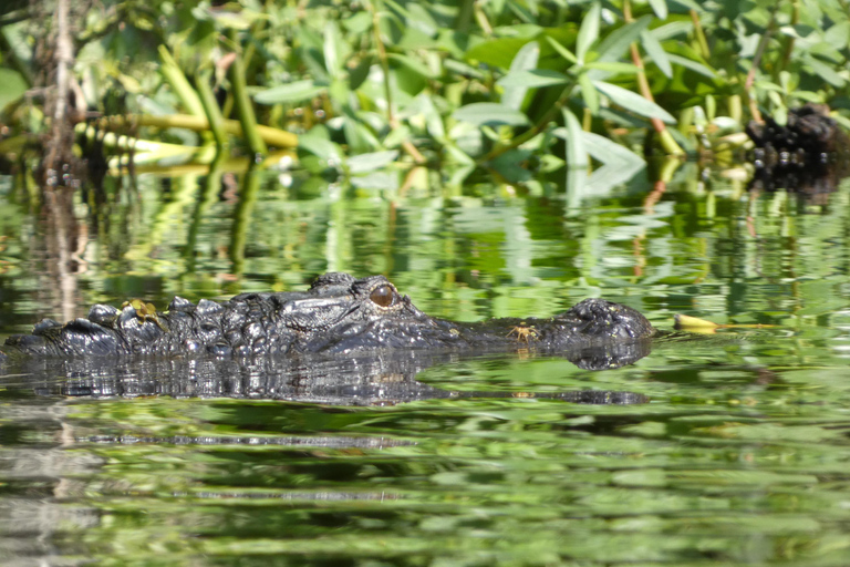 Orlando : Visite en petit groupe en kayak sur la rivière Wekiva