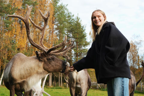罗瓦涅米：驯鹿农场之旅（含雪橇乘坐和接送）罗瓦涅米：驯鹿农场秋季之旅