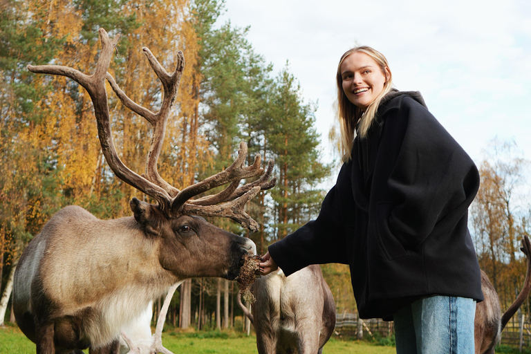 罗瓦涅米：驯鹿农场之旅（含雪橇乘坐和接送）罗瓦涅米：驯鹿农场秋季之旅
