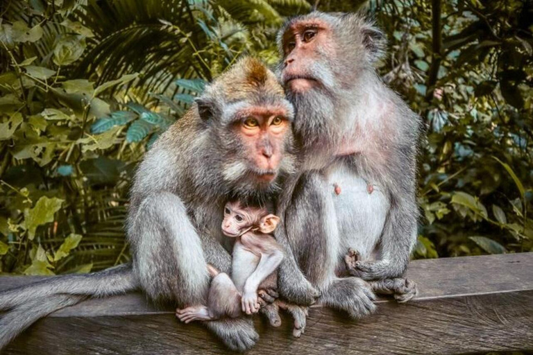 Ubud: Monkey Forest, Pura, Rice Terraces, Hidden Waterfall Ubud : Private Tour With Ticket