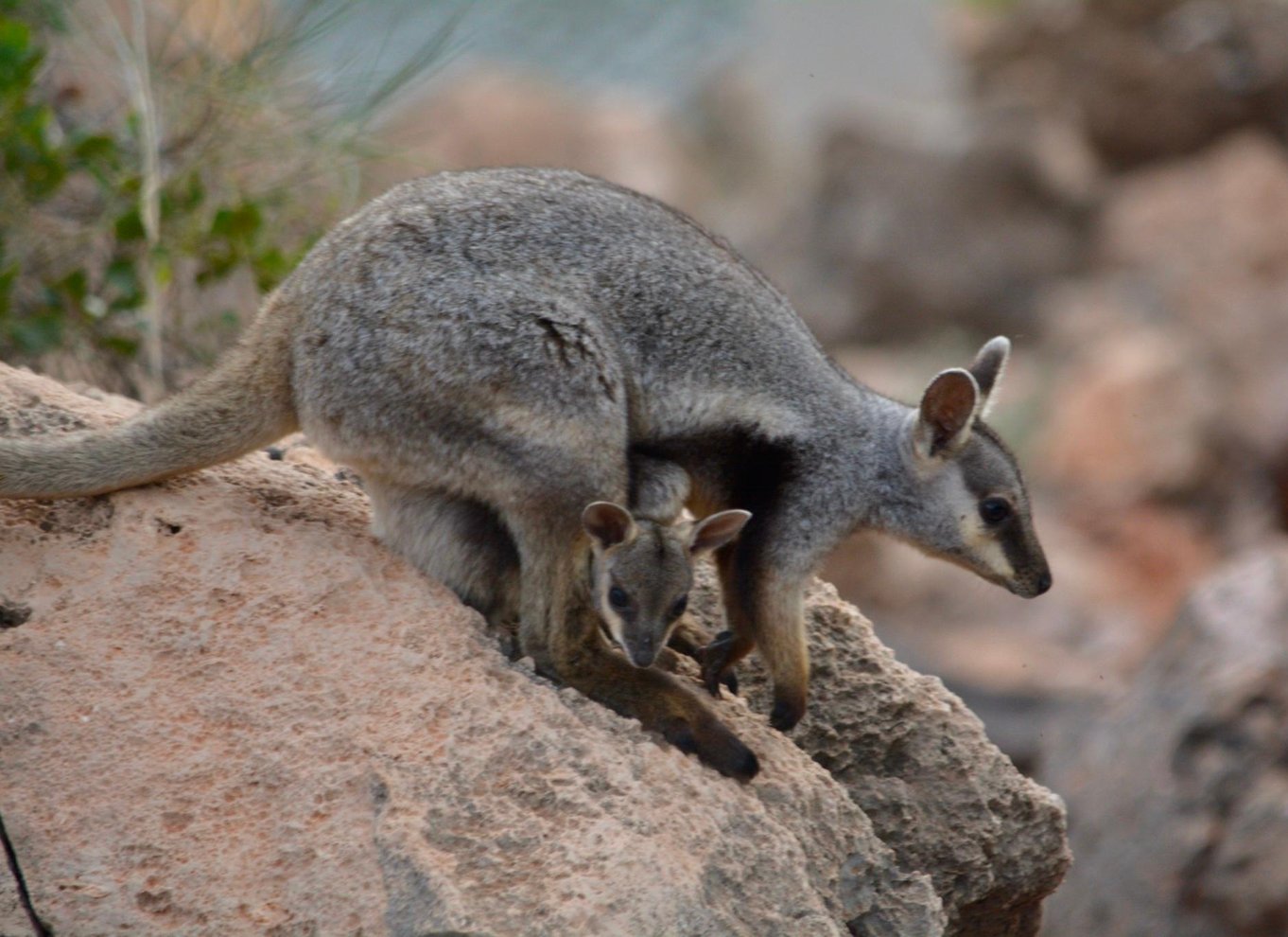 Exmouth: Heldagstur til Ningaloo på en dag