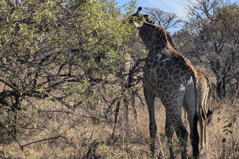 From Maputo: Kruger Safari and Island Escape 4-Day Tour