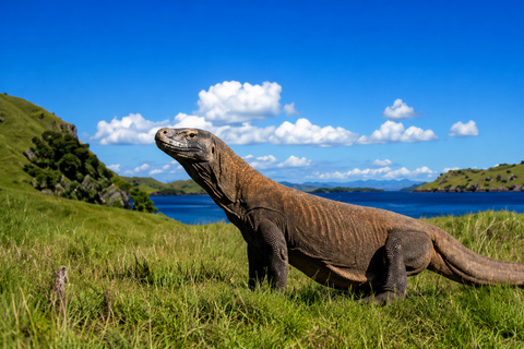 Labuan Bajo: Komodo Tour by Speedboat & Wooden Boat