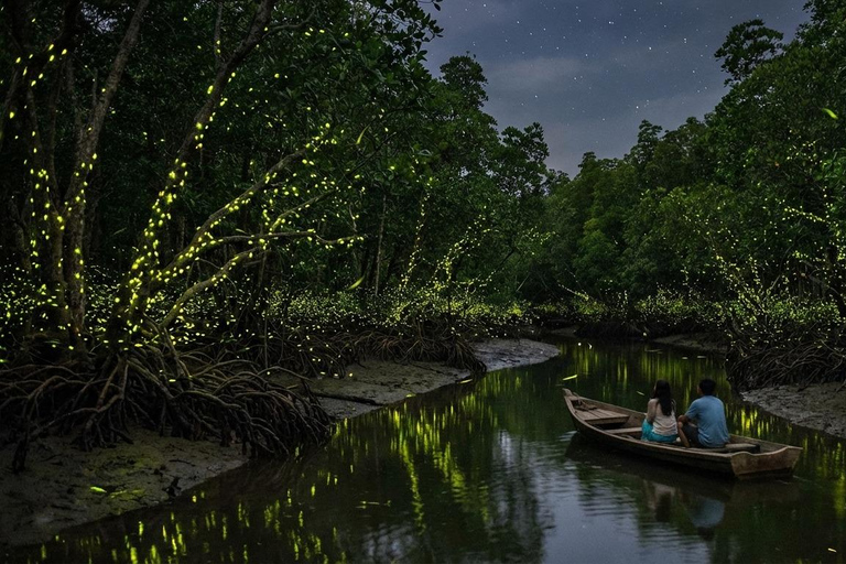 From Kuala Lumpur: Kuala Selangor Firefly Cruise & Dinner