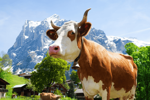 Vanuit Zürich: Chocolade en Kaas Tour in Appenzell