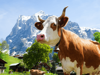 Au départ de Zurich : Tour du chocolat et du fromage en Appenzell