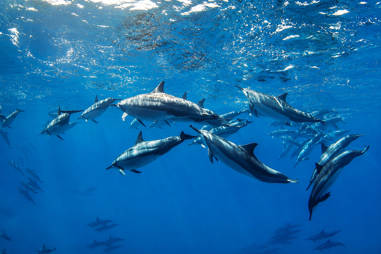 Lovina: Dolphin Observe & Snorkeling with Optional GoPro Sharing Dolphin Tour With GoPro, Transfer Hotel North Area