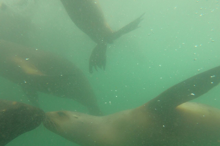 Nadar con leones marinos en Lima