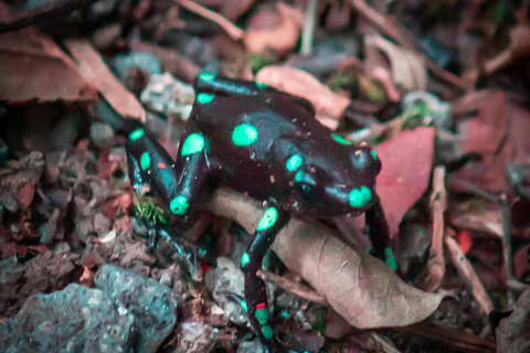 Panama City: Ancon Hill Eco-Walk with Wildlife Spotting