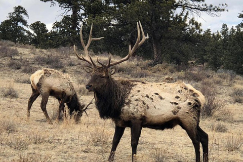 Denver: Estes Park and Rocky Mountain National Park Day Trip