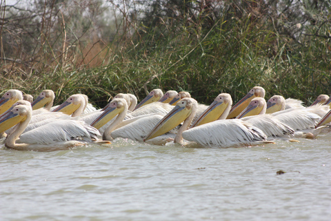 Saloum Delta: 3 days of adventure in the middle of nature, camping on a desert island Saloum Delta: Camping and Adventure