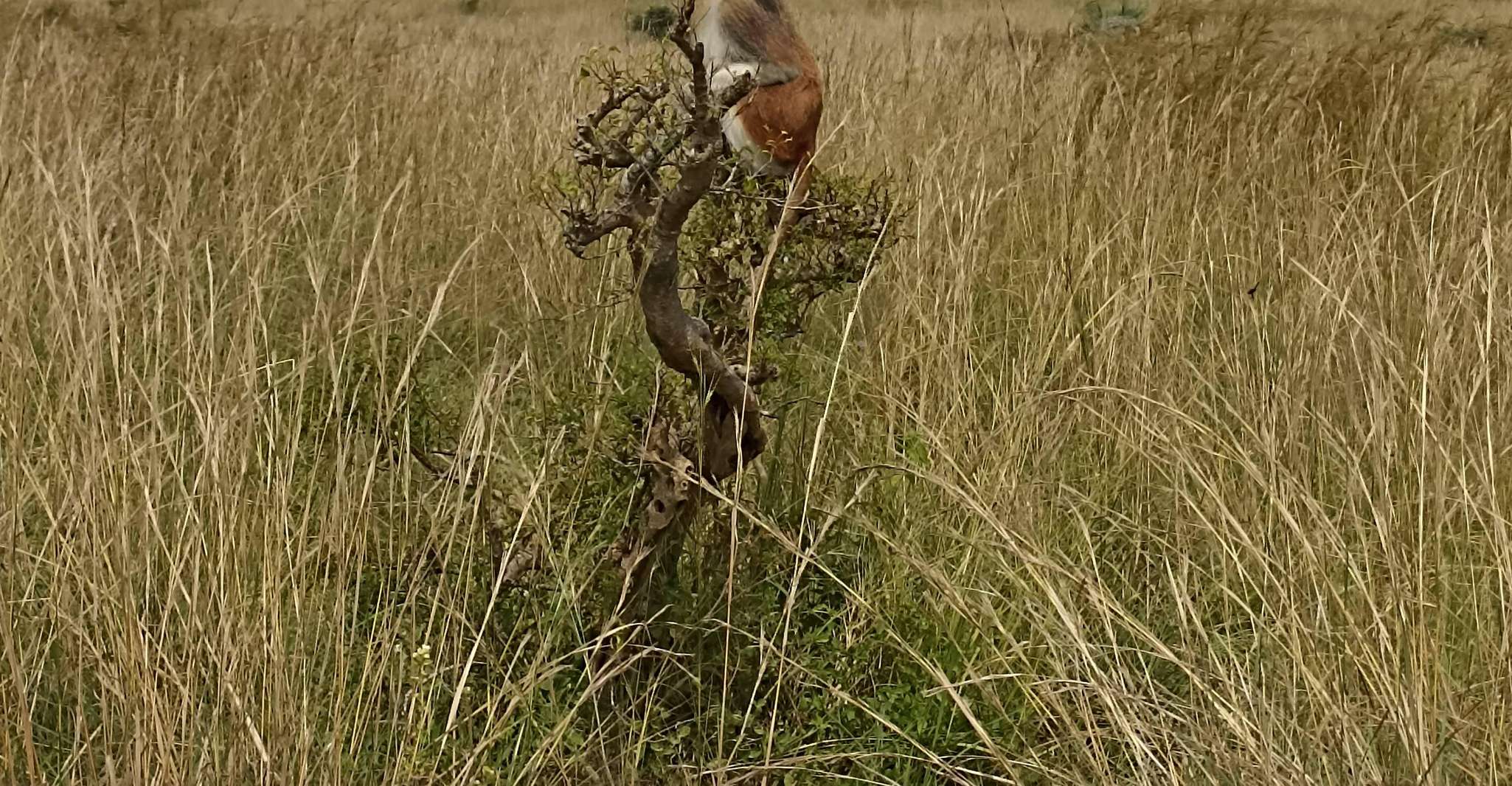 2-Tage See Mburo Wildlife Safari - Hizvo