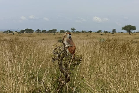 2-dniowe safari z dziką przyrodą nad jeziorem Mburo