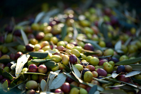 Djerba: tasting of one of the best olive oils and typical lunch