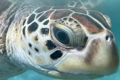 Zanzibar Jozani Forest, Turtle Swim at Salam Cave & The Rock Private tour without hotel transfer
