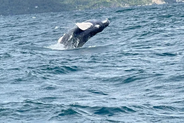 Samana : Baleines, Cayo Levantado, île de Bacardi et WaterfalSamana : Baleines+Cayo Levantado+Ile de Bacardi et Waterfal