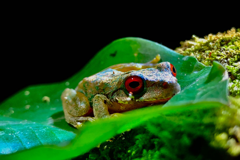 Monteverde : Visite nocturne partagée au Costa Rica