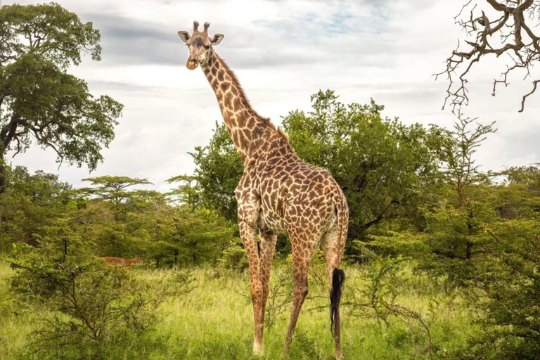 SAFARI PARK-TOUR RANCAGUA : CHILE