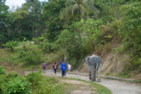 Phuket: Elephant Sanctuary & Zipline Adventure Combo Elephant Walk & 16-Platform Zipline Adventure