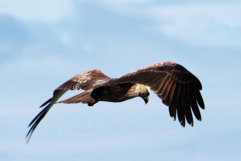 Mirissa : Safari d&#039;une journée tout compris dans le parc national de Yala