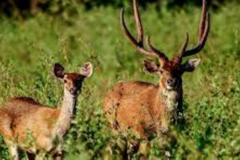 Delhi: tour della riserva di tigri di Sariska con pranzo a 5 stelleDelhi: Tour della Riserva delle Tigri di Sariska con pranzo a 5 stelle