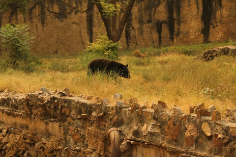 Delhi: 2-Day Ranthambore Safari by Car with Hotel Delhi to Ranthambore Overnight Tour with Safari & 3* Resort