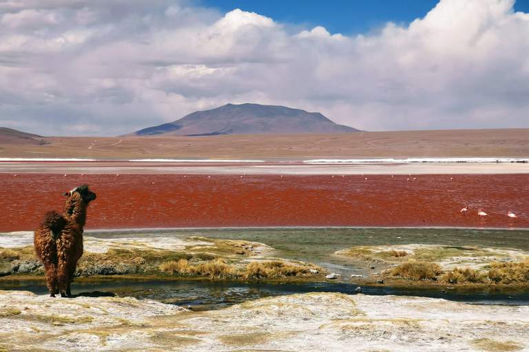 Depuis La Paz : Circuit de 5 jours dans les salines et lagunes d&#039;Uyuni