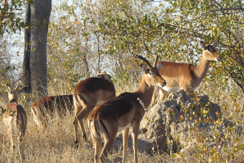 Cataratas Victoria, Hwange y Chobe: safari económico de 7 días