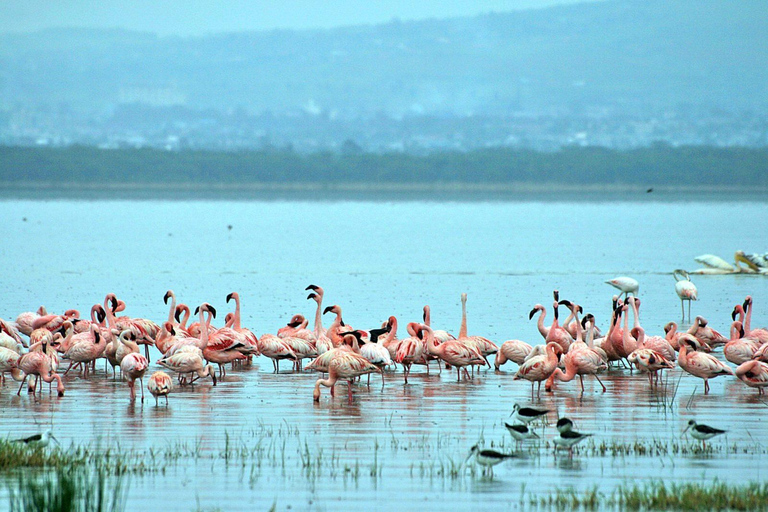 2 Day tour to Lake Nakuru and Lake Naivasha Boat Ride