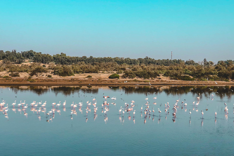 Agadir E-Bike Tour: Flamingos, nature & local stories Explore agadir by e-bike with shine n ride