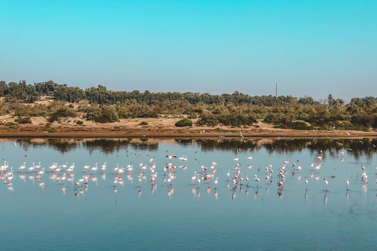 Agadir E-Bike Tour: Flamingos, nature & local stories Explore agadir by e-bike with shine n ride